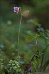 Linnaea borealis L.