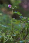 Linnaea borealis L.