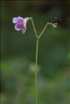 Linnaea borealis L.