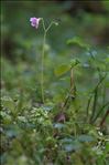 Linnaea borealis L.