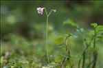 Linnaea borealis L.