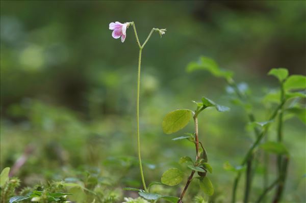 Linnaea borealis L.