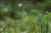 Linnaea borealis L.