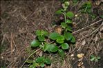 Linnaea borealis L.