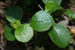 Linnaea borealis L.
