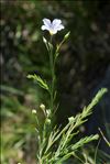 Linum alpinum subsp. julicum (Hayek) Hegi