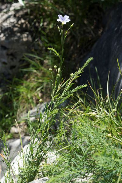 Linum alpinum subsp. julicum (Hayek) Hegi