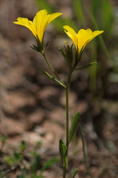 Linum campanulatum L.