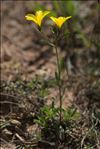 Linum campanulatum L.