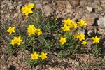 Linum campanulatum L.