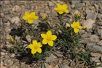 Linum campanulatum L.