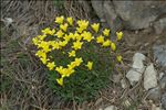 Linum campanulatum L.