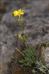 Linum campanulatum L.