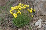 Linum campanulatum L.