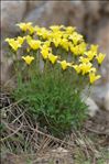 Linum campanulatum L.