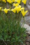 Linum campanulatum L.