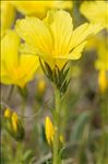 Linum campanulatum L.