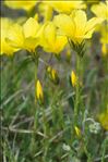 Linum campanulatum L.