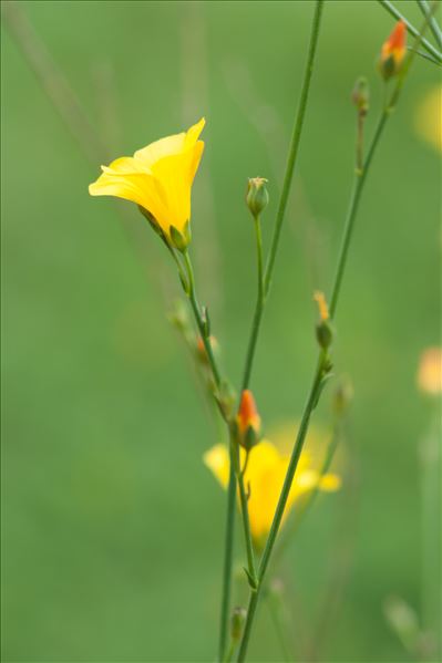 Linum maritimum L.