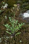 Coincya monensis subsp. cheiranthos (Vill.) Aedo, Leadlay & Muñoz Garm.