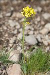 Coincya monensis subsp. cheiranthos (Vill.) Aedo, Leadlay & Muñoz Garm.