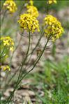 Coincya monensis subsp. cheiranthos (Vill.) Aedo, Leadlay & Muñoz Garm.