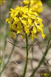 Coincya monensis subsp. cheiranthos (Vill.) Aedo, Leadlay & Muñoz Garm.