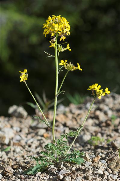 Coincya monensis subsp. cheiranthos (Vill.) Aedo, Leadlay & Muñoz Garm.