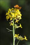 Coincya monensis subsp. cheiranthos (Vill.) Aedo, Leadlay & Muñoz Garm.