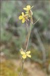 Coincya monensis subsp. cheiranthos (Vill.) Aedo, Leadlay & Muñoz Garm.