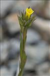 Linum strictum subsp. corymbulosum (Rchb.) Rouy