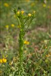 Linum strictum subsp. corymbulosum (Rchb.) Rouy