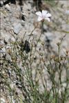 Linum suffruticosum subsp. appressum (Caball.) Rivas Mart.