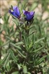 Lithodora fruticosa (L.) Griseb.