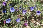 Lithodora fruticosa (L.) Griseb.