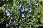 Lithodora fruticosa (L.) Griseb.