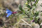 Lithodora fruticosa (L.) Griseb.