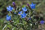 Lithodora fruticosa (L.) Griseb.