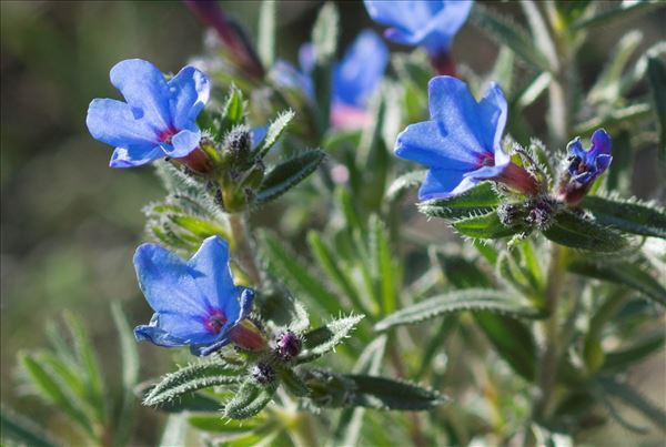 Lithodora fruticosa (L.) Griseb.