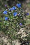 Lithodora fruticosa (L.) Griseb.