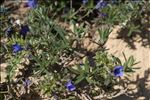 Lithodora fruticosa (L.) Griseb.