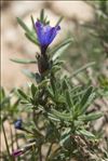 Lithodora fruticosa (L.) Griseb.