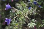 Lithodora fruticosa (L.) Griseb.