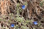 Lithodora fruticosa (L.) Griseb.