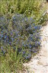 Lithodora fruticosa (L.) Griseb.