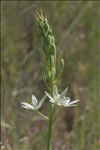 Loncomelos narbonensis (L.) Raf.