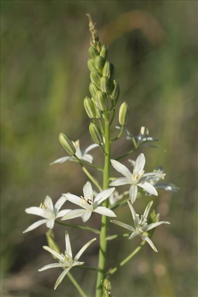 Loncomelos narbonensis (L.) Raf.