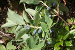Lonicera caerulea L.