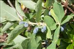 Lonicera caerulea L.