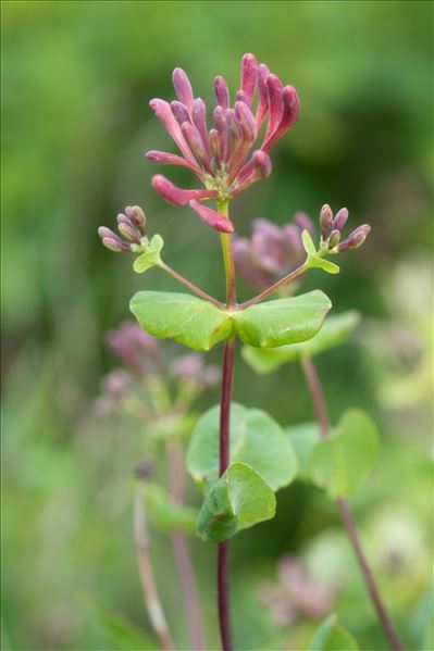 Lonicera etrusca Santi